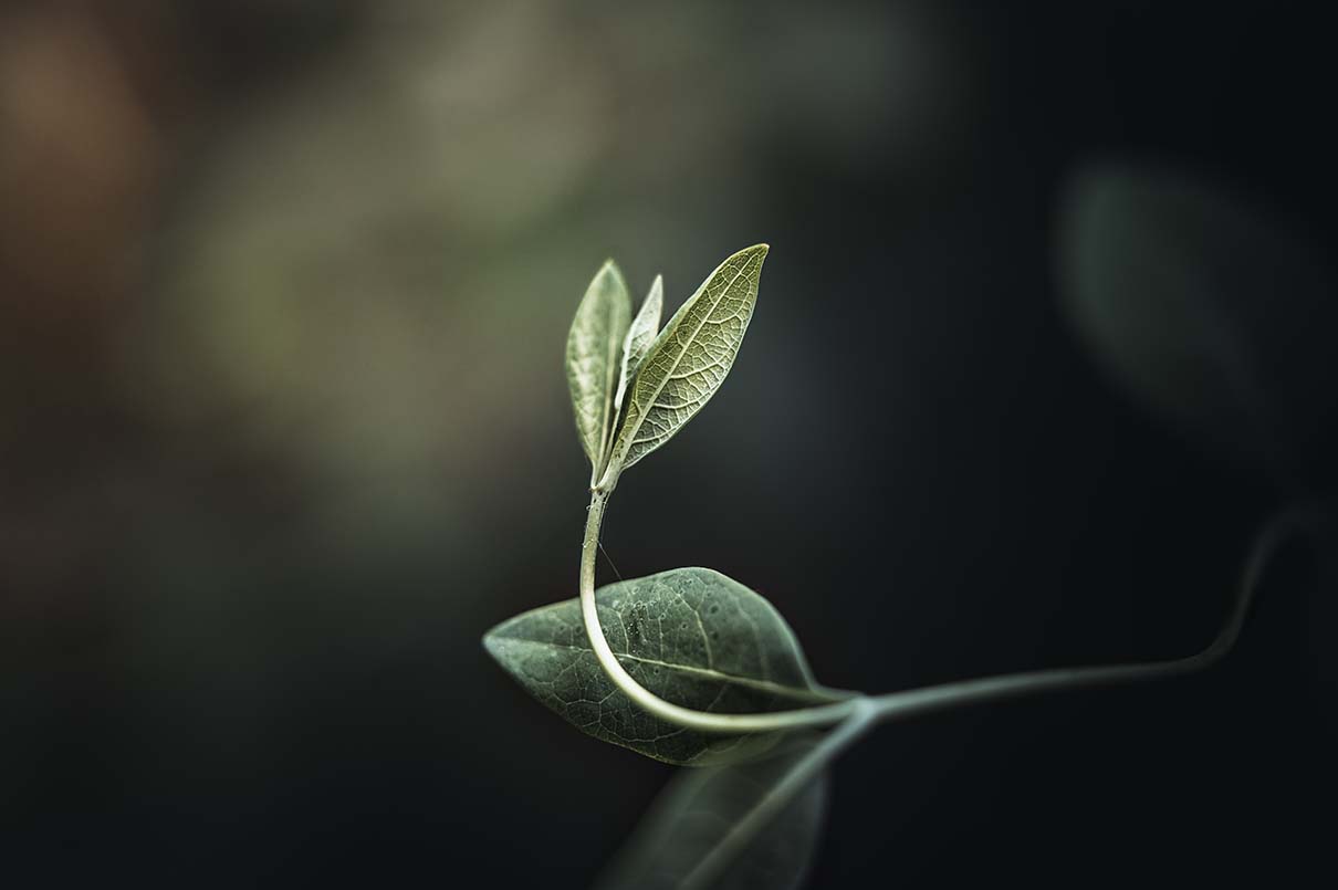 plante-balade-bain-de-foret