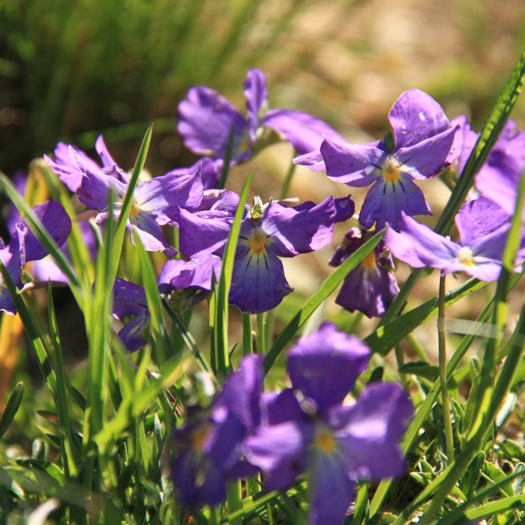 aquarelle-decouverte-fleurd-de-montagne