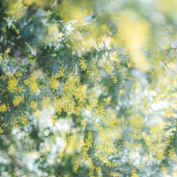 balade-des-sens-isabelle-bronner