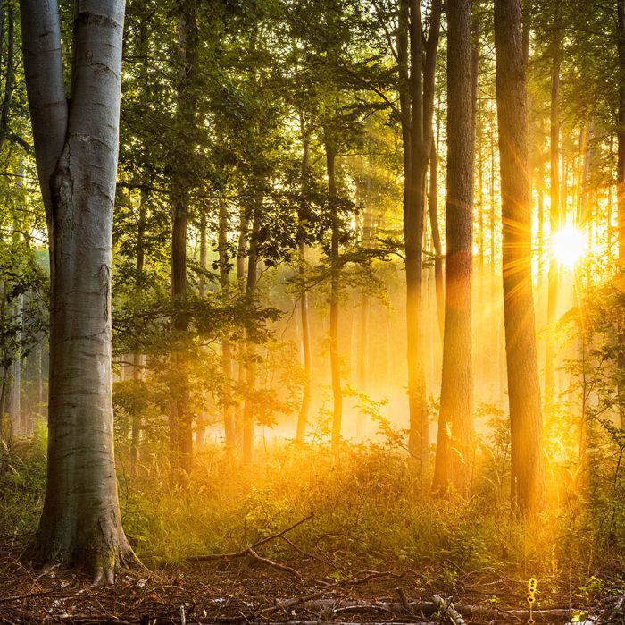 foret-atmosphère-serenite