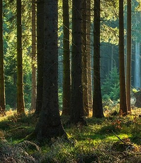 bain-de-foret-en-isere