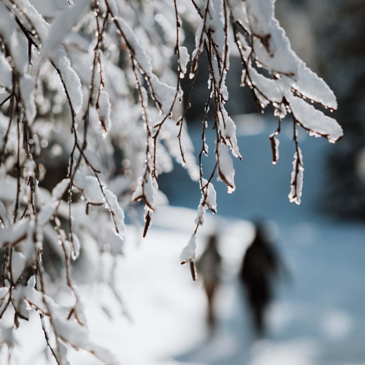 bain-de-foret-en-hiver-sous-la-naige