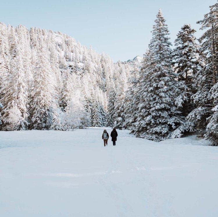 bain-de-foret-en-hiver-groupe-sous-la-neige