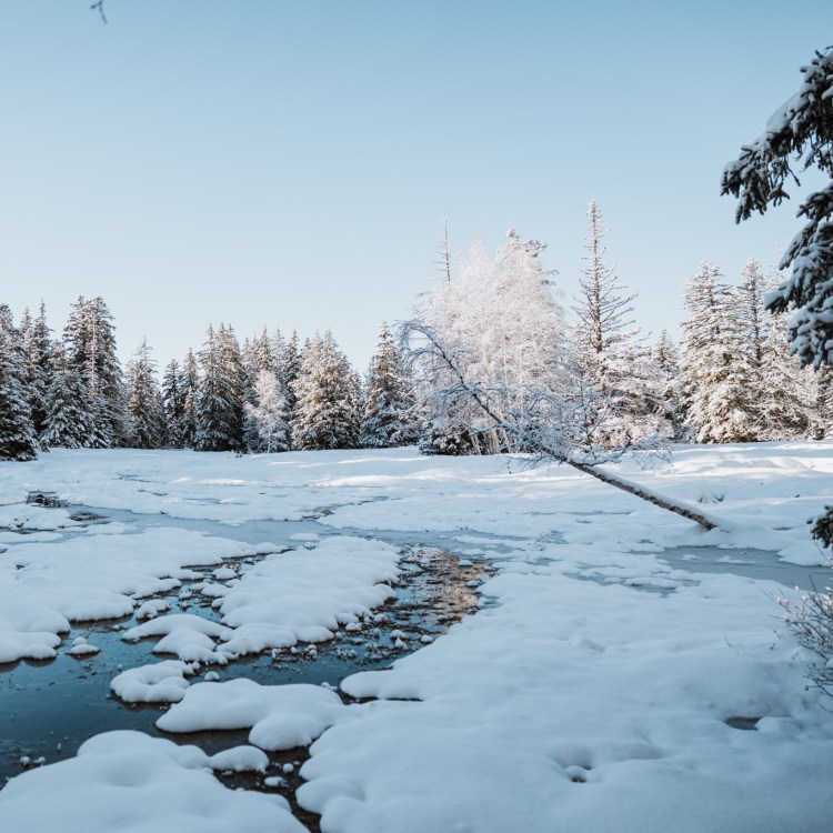 bain-de-foret-hiver-paysage-dans-neige