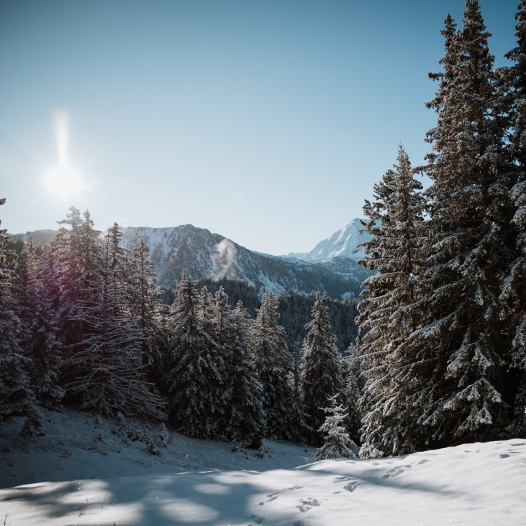 bain-de-foret-hiver-paysage