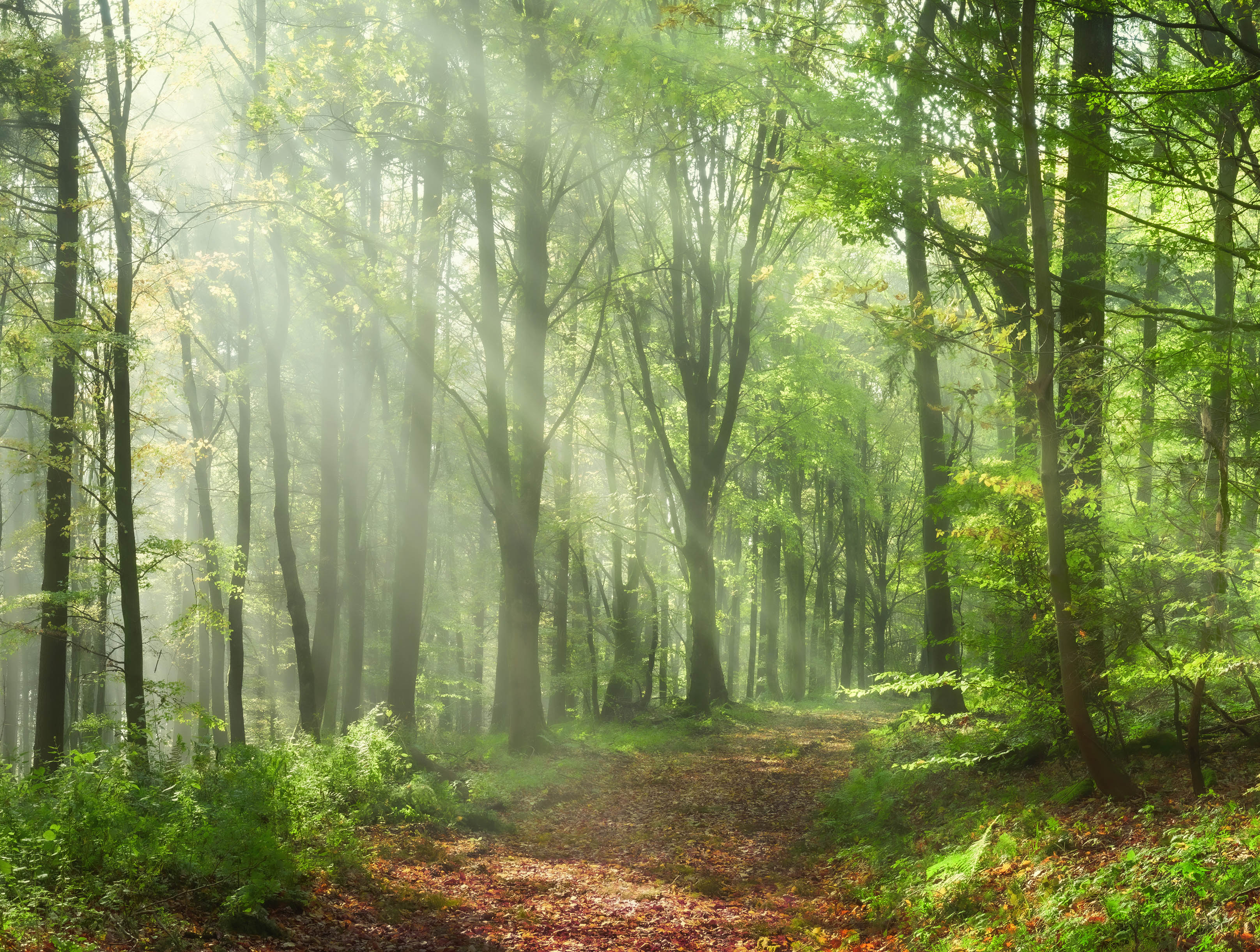 bain-de-foret-sylvotherapie