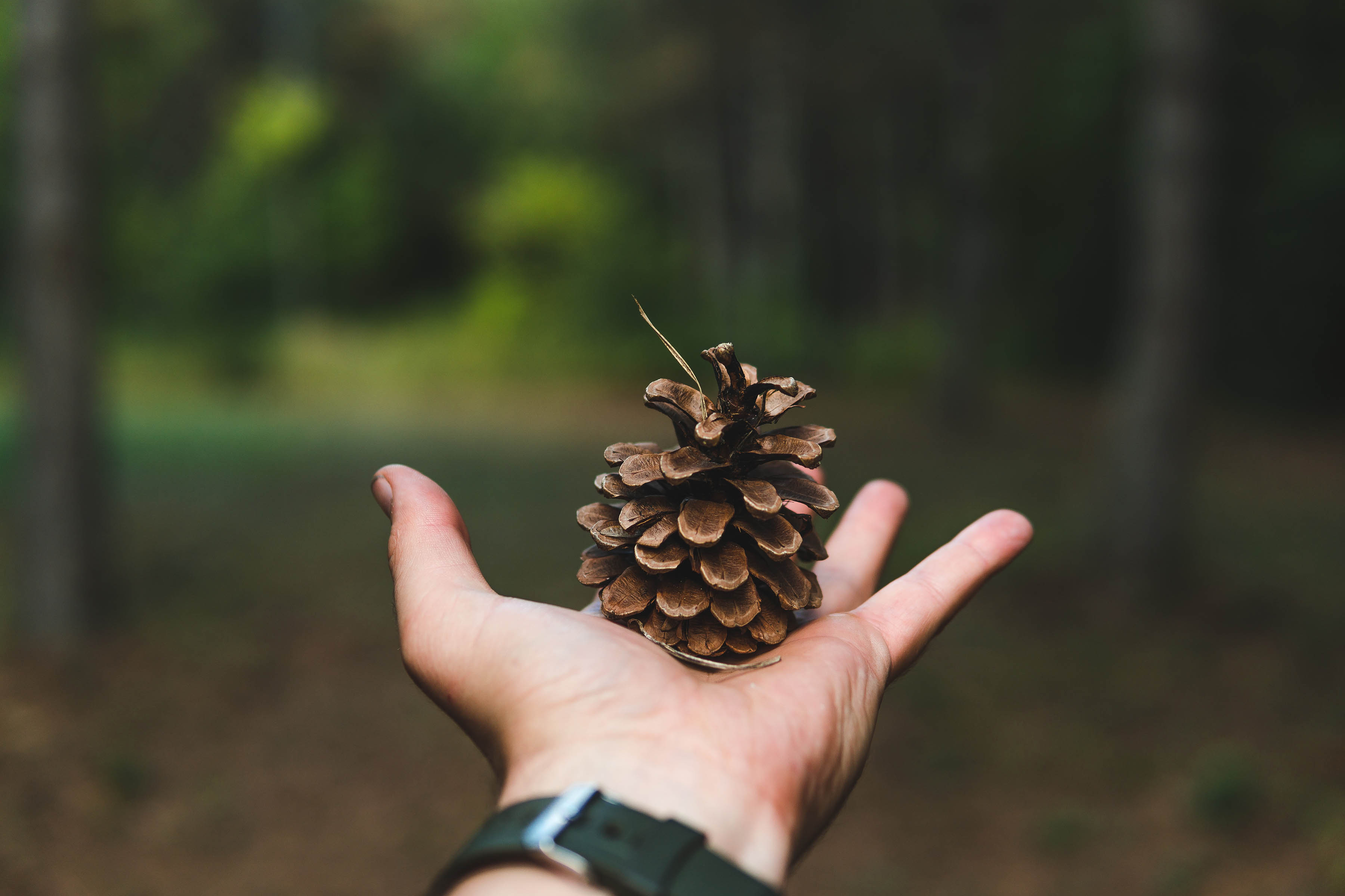 isabelle-bronner-comment-faire-un-bain-de-foret-toucher